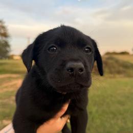 Silver Collar Male - Black male Labrador Retriever puppy in Salado, Texas from Wild Games Labradors