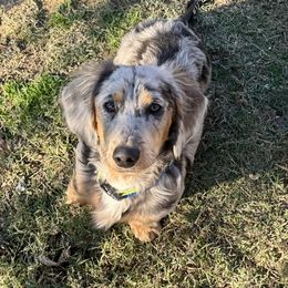 Blueberry - Dachshund