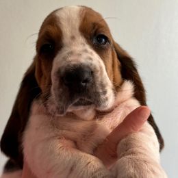 Black collar - 3,550.00 - Black white and brown male Basset Hound puppy in Columbia, South Carolina from Pawmetto Hounds