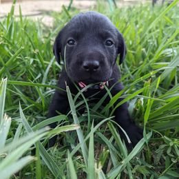 Dilute Retriever and Labrador Retriever Puppies from LC Hunting Labs, LLC.