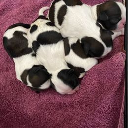 Shih Tzu Puppies from Willow Lane Shih Tzus