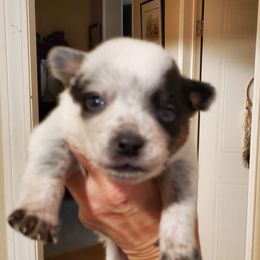 Three quarter mask - Blue speckled female Australian Cattle Dog puppy in Lenoir, North Carolina from Blue Coyote Ranch