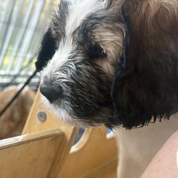 Saint Berdoodle Puppies from Country Manor Saint Berdoodles