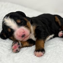 Riff - Tri-color male Bernedoodle puppy in Fleming, Colorado from Vandenbark Doodles