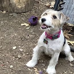 Missy - Russell Terrier