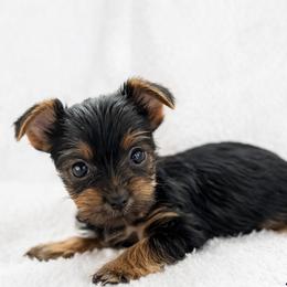 Tallulah - Black and tan female Yorkshire Terrier puppy in Iron Mountain, Michigan from Celestial Family Terriers (Yooper Yorkies)