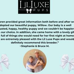 Morkie and Shorkie Puppies from Lil Luxe Pups