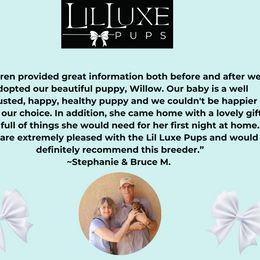 Morkie and Shorkie Puppies from Lil Luxe Pups