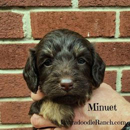 Labradoodle Ranch breeder of Labradoodle