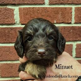 Labradoodle Ranch breeder of Labradoodle