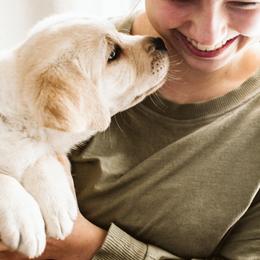 Labrador Retriever Puppies from Grand River Labradors