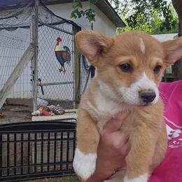 Green with paw prints Boy 9 - White and fawn male Pembroke Welsh Corgi puppy in Orange, Virginia from CL&L Corgi's
