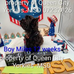 Miles ( Davis) - Chocolate and tan male Yorkshire Terrier puppy in Charlotte, North Carolina from Queen City Yorkies