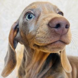 Dachshund puppies from Jes & 3 weens