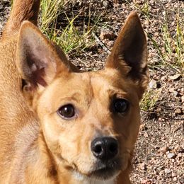 Buddy - Rat Terrier