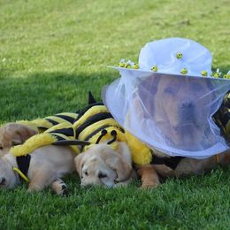 Labrador Retriever Puppies from Skyline Hill Labradors