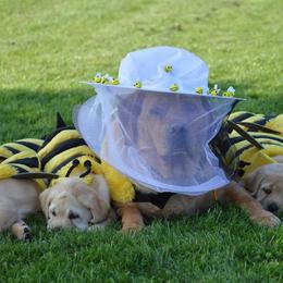 Labrador Retriever Puppies from Skyline Hill Labradors