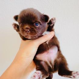 Ruby 6800 - Chocolate and white male Chihuahua puppy in Santa Rosa Beach, Florida from Eva's Chihuahua