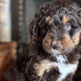 Aussiedoodles, Australian Mountain Doodles, Bernedoodles, and Miniature American Shepherds from Rose Creek Mini Aussies and doodles