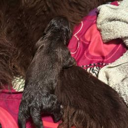 Freedom - Brown male Newfoundland puppy in Shepherd, Montana from Rising Hope Kennels