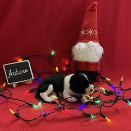 English Springer Spaniel Puppies from Dalsland