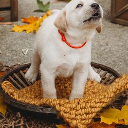Labrador Retriever Puppies from Prince Labradors