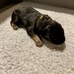 Boy 1 - German Shepherd puppy in Cedar City, Utah from Arco Shepherds