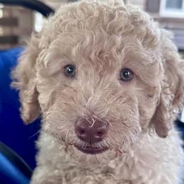 Theodosia - Cream female Goldendoodle puppy in Tybee Island, Georgia from Castaway Doodles