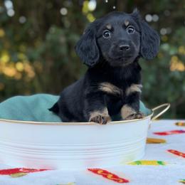 Mr. Potato (Black and Cream Brindle pointed) - Black and cream male Dachshund puppy in Knoxville, Tennessee from Over The Moon Minis