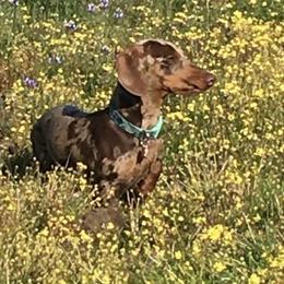 Apollo - Dachshund