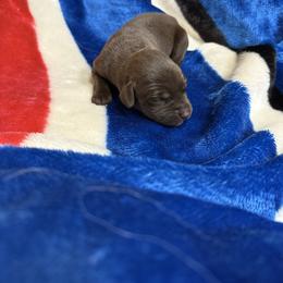 Chocolate Girl 2 - Chocolate female Labrador Retriever puppy in Hebron, Indiana from Farm Creek Retrievers