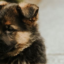 Boy 4 - German Shepherd puppy in Washington from Mount Pleasant German Shepherds