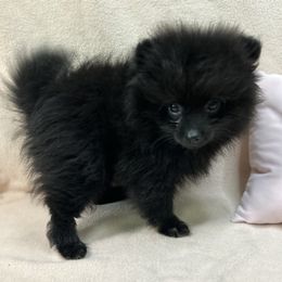 Bandit - Black and tan male Pomeranian puppy in Silver Springs, Florida from Gigi’s Pocket Poms
