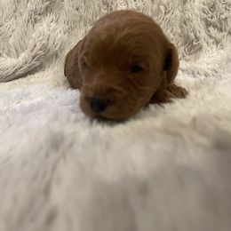 Poodle Puppies from Amelia Castro