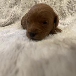 Poodle Puppies from Amelia Castro