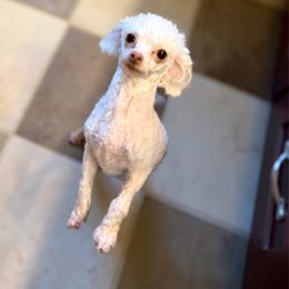 Maple - Poodle
