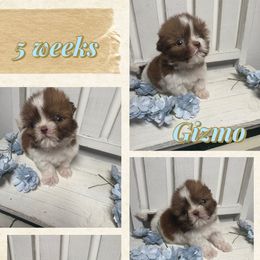 Pumpkin - Liver and white male Shih Tzu puppy in Coolidge, Arizona from Shih Tzu’s  ‘N’ Love