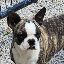 Galaxy - Boston Terrier