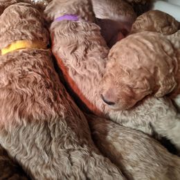 Poodle Puppies from Sundance's Poodles