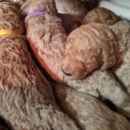 Poodle Puppies from Sundance's Poodles