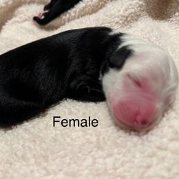 Girl 2 - Black tri-color female Australian Shepherd puppy in Ramona, California from Blue Moon Aussies