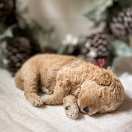 Goldendoodle puppies from Siesta Key Doodles