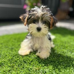 Pink collar - Parti female Yorkshire Terrier puppy in Massachusetts from Happy Tail Yorkies and Maltese