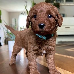 Goldendoodles from Redhead Doodles