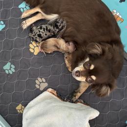 Chihuahuas from Blue Grass Valley Chihuahuas