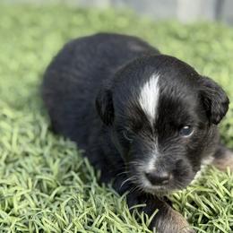 Jessie - Black tri female Miniature Australian Shepherd puppy in Signal Mountain, Tennessee from D & D Miniature and Toy Australian Sheppards
