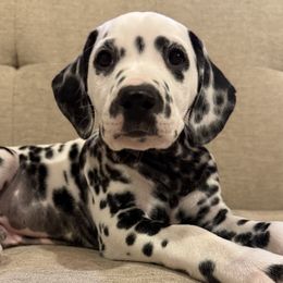 Dalmatian Puppies from Storm & Blue's Dalmatian Pups