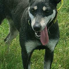Australian Kelpies from EC Ranch