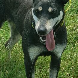 Australian Kelpies from EC Ranch