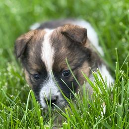 Lilly - Black tri female Miniature Australian Shepherd puppy in Missouri from Country Legends Aussies & Corgis